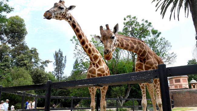 Adelaide Zoo’s giraffes Kimya and Dharba. Dharba died in March last year. Picture: Tricia Watkinson