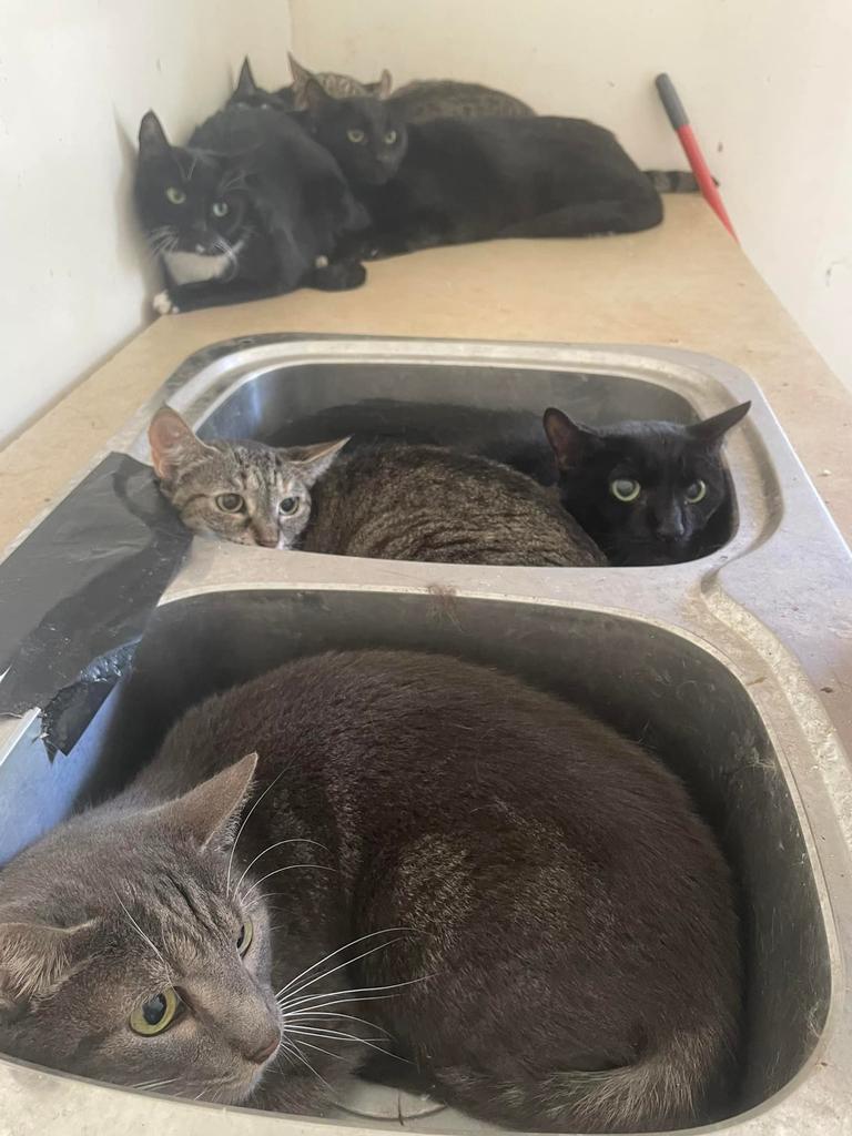 A group of Townsville volunteers found 45 cats living in a house after their owner passed away this week.