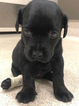 Puppies, like this one, will have nowhere to go if the shelter is forced to close. Picture: Supplied