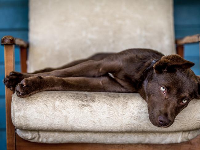 Leeroy Todd from The Dawn (QLD) Sleepy Eyes “I love this image, and it really jumped out at me. The photographer has captured a very rare image – a kelpie at rest! They are normally so intense and always looking for a job. This really is a moment where you can see he’s on his favourite piece of furniture in the entire house. There’s a real softness coming through. The colour composition along with its restful personality is the calm before the storm.” Picture: 2015 Canon Light Awards