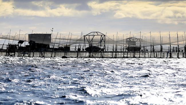 Huon Aquaculture salmon pens east of Bruny Island. Picture: SAM ROSEWARNE