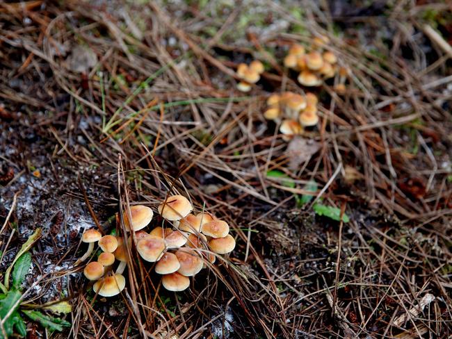 Mr Cain has called for an advertising campaign to warn against mushroom poisoning. Picture: Chloe Smith.