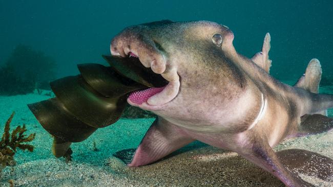 Peter McGee's photo of a Crested Horn Shark, chomping on the egg of a Port Jackson shark, in Cabbage Tree Bay, Manly. Picture: @petemcgeephotography