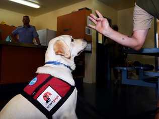 Maryborough Correctional Centre - The Smart Pups Program - Wesley has been living in the residential section on the centre, preparing for life as a service dog. Picture: Valerie Horton