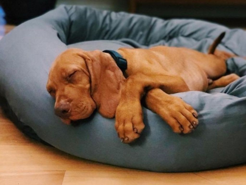 This pet bed is perfect for hot summer nights.