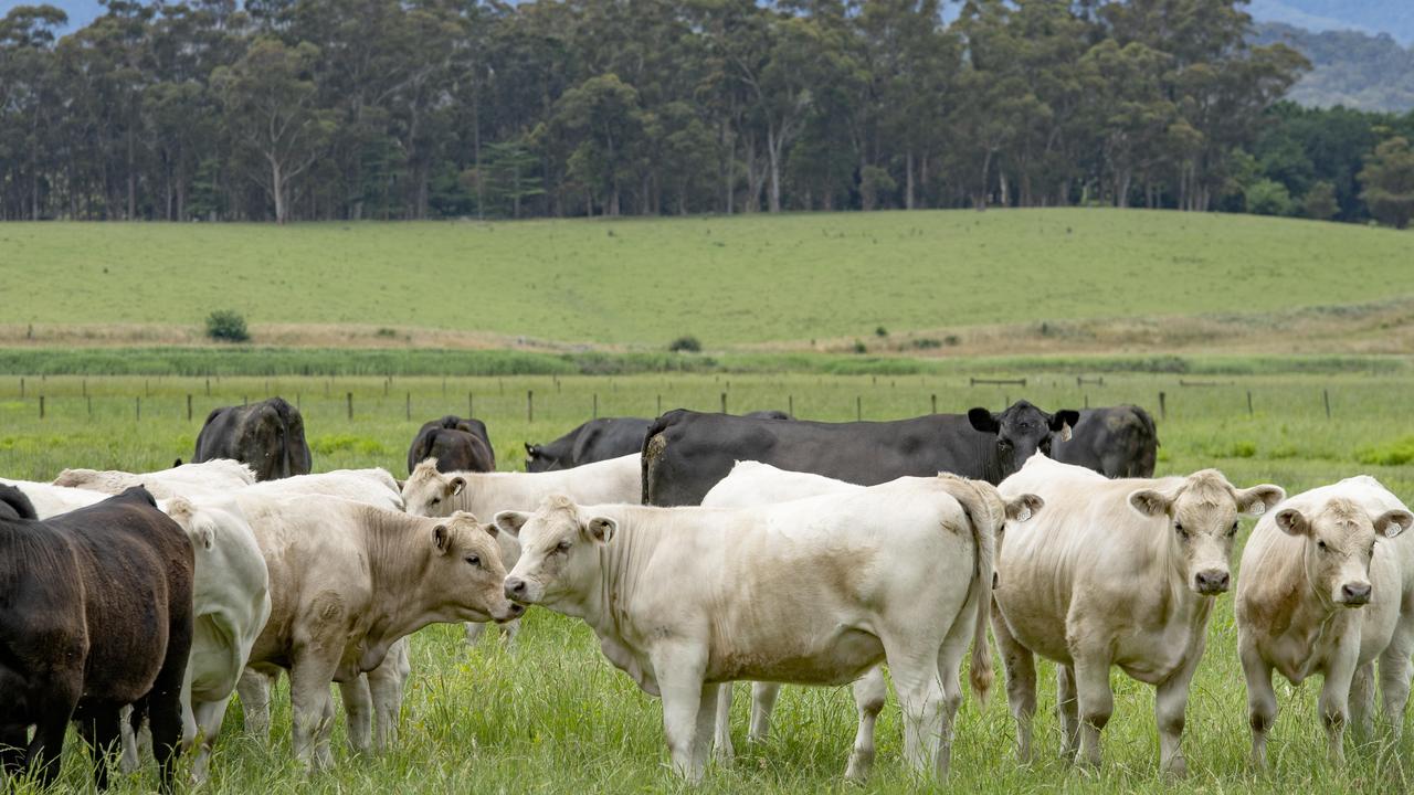 Eastern states beef producers optimistic