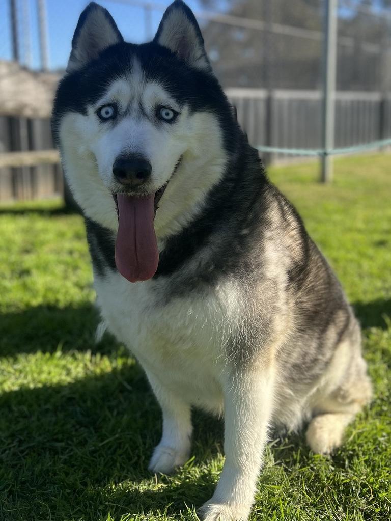 TINA: Breed: Siberian Husky, Age: 8 years 2 months, Sex: female