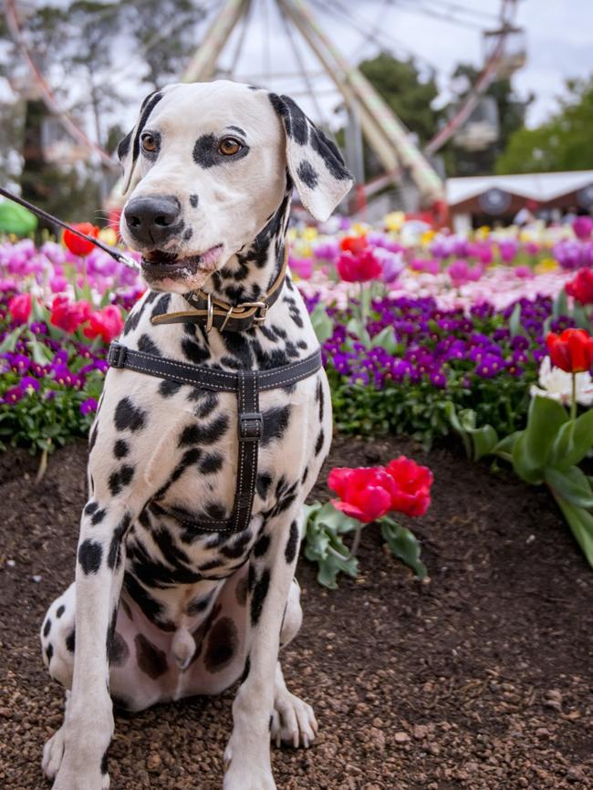 Dogs day out at Floriade, Canberra. Picture: Supplied