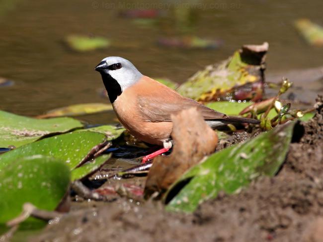 Black-throated Finch of black-rumped northern race, atropygialis.