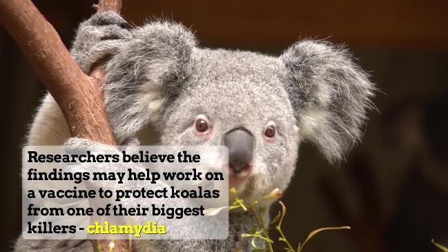 EXPLAINER: New hope for saving Koalas