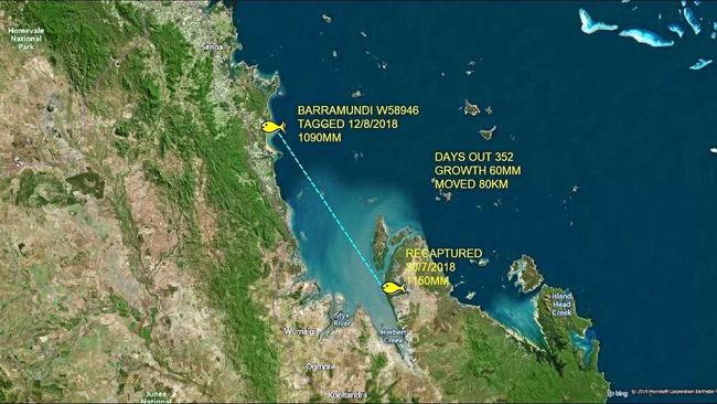 Another tagged barramundi. This one was first tagged at West Hill Creek (near Carmila) and moved 80km south to Stanage Bay. It was first tagged on August 12, 2018 (at 1090mm) and recaptured on July 30 (at 1150mm). Picture: Suntag