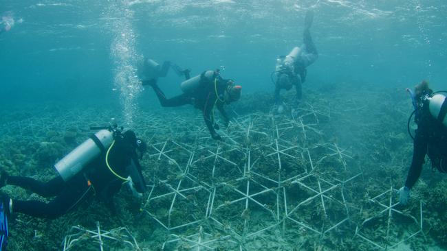 The team builds reef stars at a coral rubble site on Moore Reef, off Cairns. Picture: Reef Magic Cruises