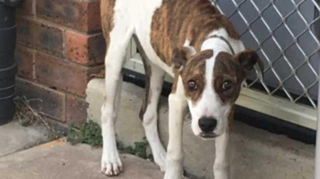 Pup "Rocky" died after being starved to death. Photo courtesy of the RSPCA.