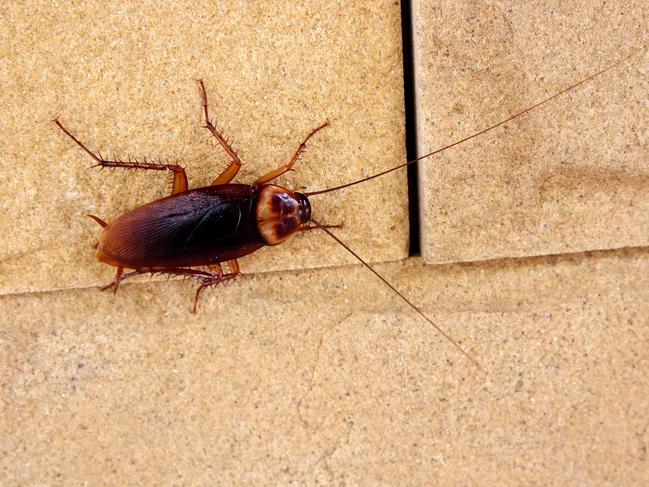 State warned of cockroach ‘explosion’