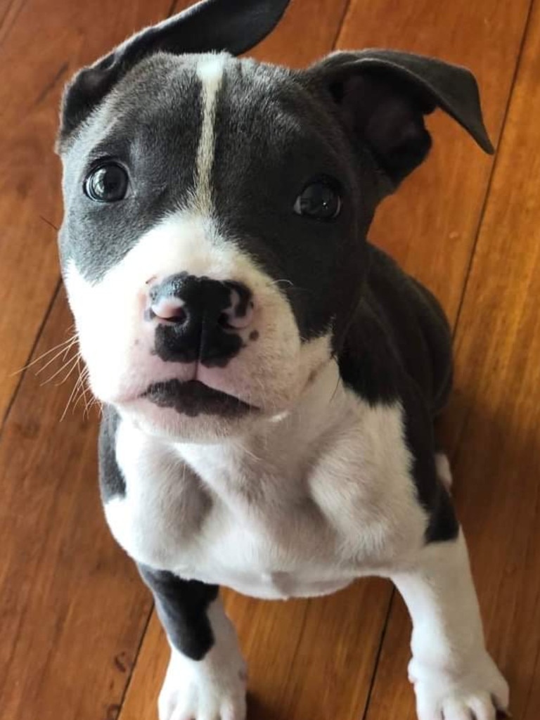 “This is Odin, A blue American staffy. This is the day we adopted him from AWL, sitting patiently waiting for his dinner.” Picture: Jaala Partridge