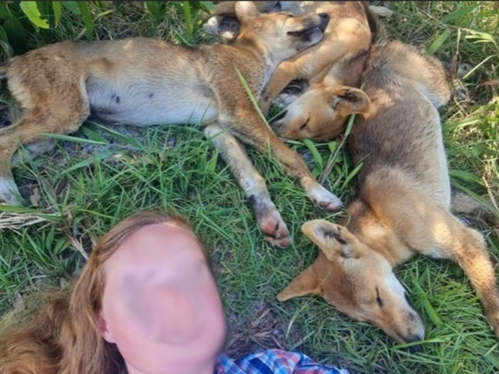 A woman lying with dingo pups on Fraser Island.