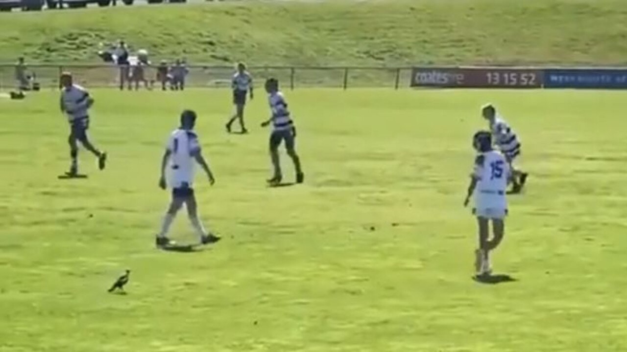 NRL 2020: Junior rugby league player chased off field by magpie | video