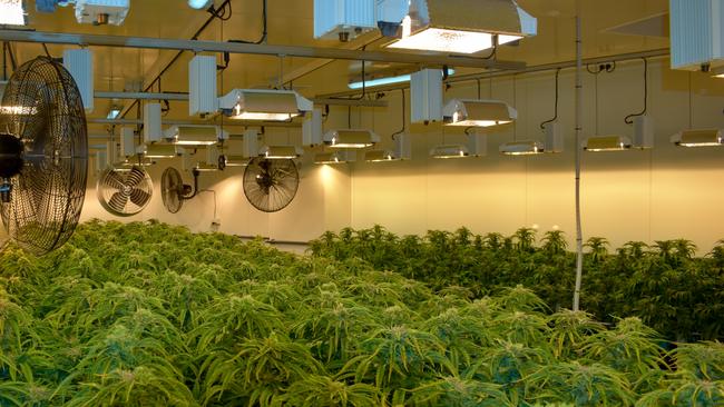 Cannabis growing at the Cann Group facility in Victoria, used for medicinal purposes and research. Credit: Cann Group