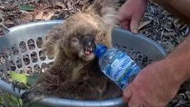 A koala saved by Matt Watrach at Coomera Waters