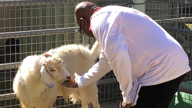 Lawrence Machado from Canterbury Bankstown Express feeding Dumbledore the friendly goat.