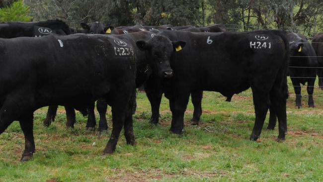 Ownership case: The Supreme Court of NSW has granted receivers the right to begin selling Ireland Angus cattle in spring.