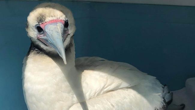 Bobby, the tropical bird found by kids in a tree at Pascoe Vale South Primary School, is now in the care of zoo vets.