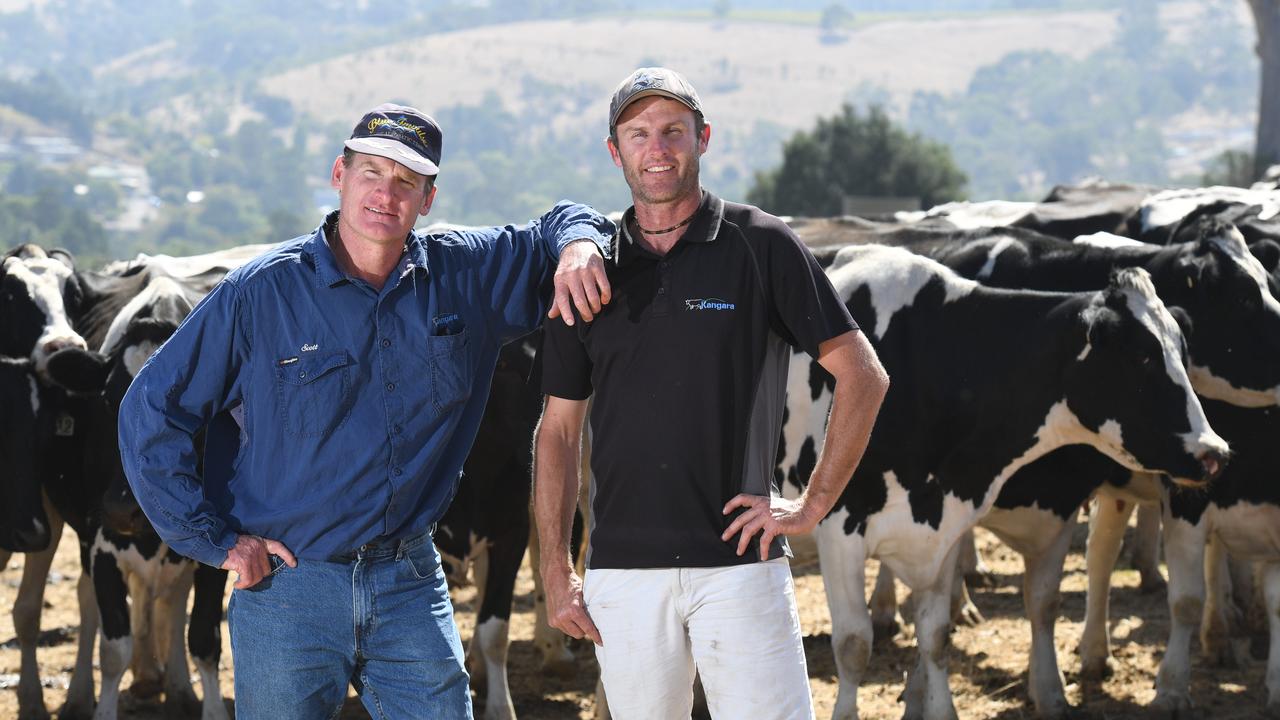 Dairy farmers Scott and brother Trent Thorpe on their Kangara family farm with Friesian dairy cattle. Picture: Tricia Watkinson