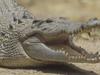 Sunshine Coast croc ‘sighting’ investigated
