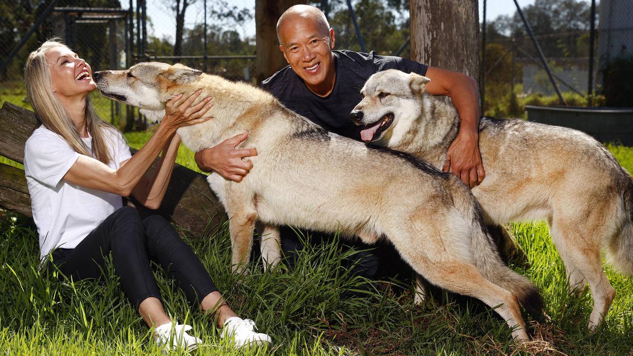 Neurosurgeon Charlie Teo and his fiancee Traci Griffiths with two wolfdogs he helped to rescue and now fosters at Zambi Wildlife Retreat. Picture: Richard Dobson