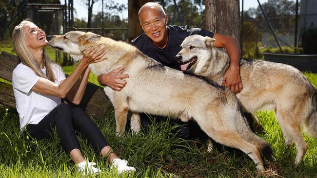 Neurosurgeon Charlie Teo and his fiancee Traci Griffiths with two wolfdogs he helped to rescue and now fosters at Zambi Wildlife Retreat. Picture: Richard Dobson