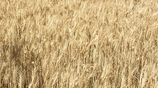 Wheat yields in NSW are expected to come in at the highest nationally