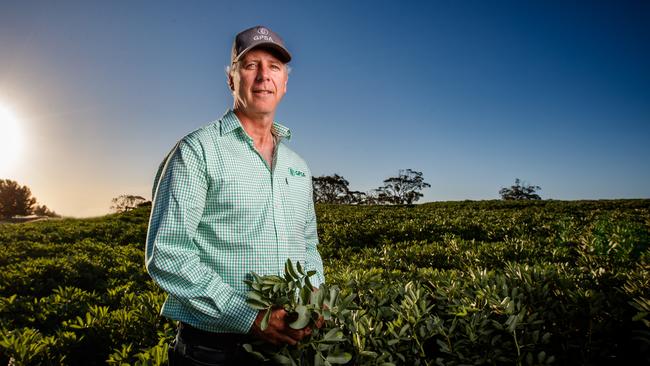 Adrian McCabe in a healthy crop at his Salter Springs property in 2021. Picture Matt Turner