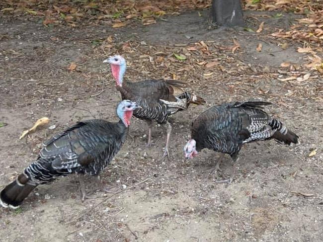 Dirty Debbie, Paul and Luch the turkeys roaming around Annandale.