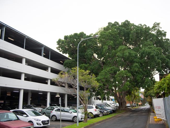 The Cultural and Civic Space building will include the historic fig tree in Riding Lane.