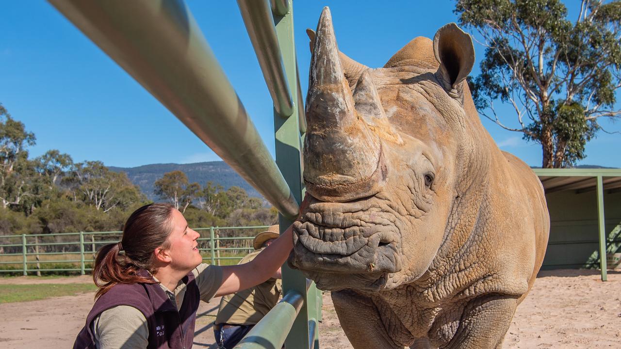 Halls Gap Zoo: Rare rhino arrives at new Victorian home | Herald Sun