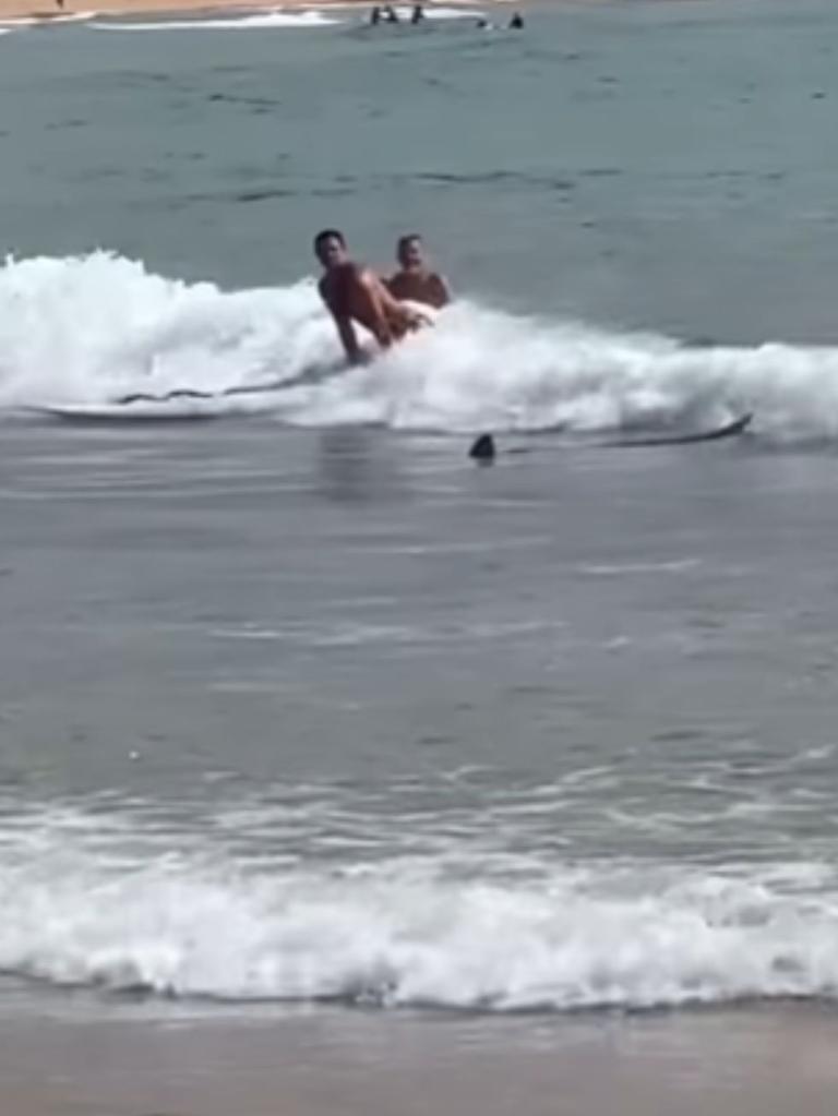 The shark joined swimmers at Manly beach at 10am on Wednesday. Picture: Instagram (@manlyobserver)