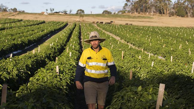 Tim Carnell managing director of Kirra Pines Farming.