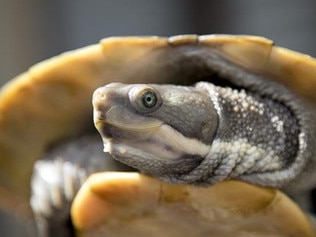 I'm Chopper the turtle, a unique and interesting pet looking for a home with a great enclosure and yummy treats. I like to swim and sunbake. If you're keen to adopt me, be sure to bring your enclosure details and recreational wildlife licence.