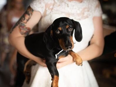 Gold Coast's cutest dogs: Winston. Submitted by Amy Palinich.