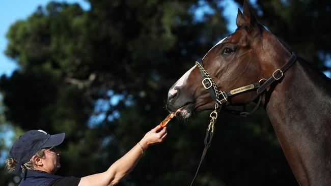 Nettoyer the beer drinking and Pizza Loving Horse pictured being fed a slice of supreme pizza with extra capsicum sauce by her trainer and part owner Wendy Roche near her stables at Warwick Farm, Sydney. 5th April, 2020 Picture by Damian Shaw.