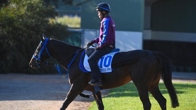 Suzuka Devious at Werribee last week. Pic: AAP