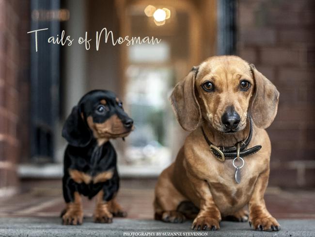 Belle and Gigi on the cover od <i>Tails of Mosman</i>. Picture: Suzanne Stevenson