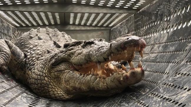 A 3.4-metre estuarine crocodile that was occupying a waterbody in Ingham’s Tyto Wetlands was removed from the wild on 10 May 2025. The Department of the Environment, Tourism, Science and Innovation (DETSI) targeted the animal for removal due to its size and location near a high-use recreational area and children’s playground. Picture: Supplied