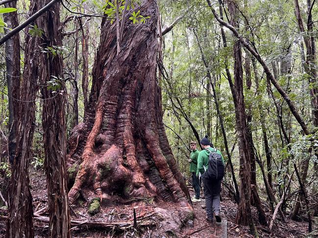 The track to Duck Hole Lake features some impressively large trees. Picture: Philip Young