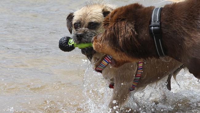 Wilbur fights off the competition. Picture: Martin Lange.