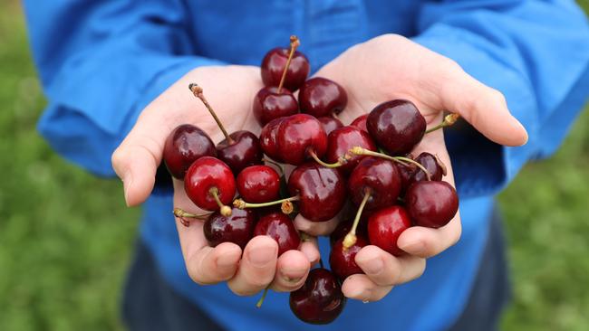 Cherry growers have been hit by wild weather throughout the season, affecting quality and quantity in the lead-up to Christmas. Picture: Tara Croser