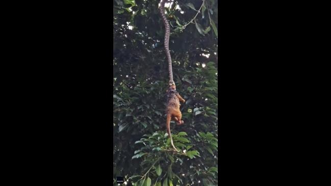 Python spends hours trying to pull possum into tree | news.com.au ...