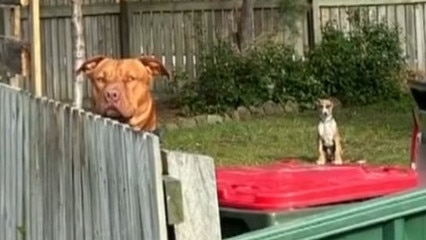 The american staffordshire cross in its yard