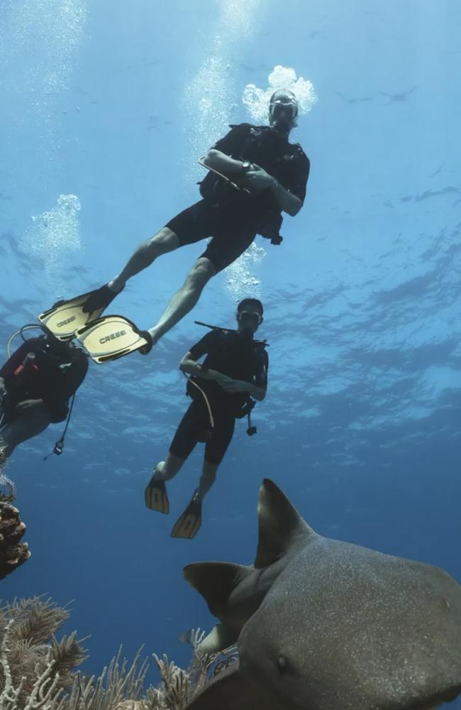 Incredible images show the royals swimming with sharks. Picture: Instagram