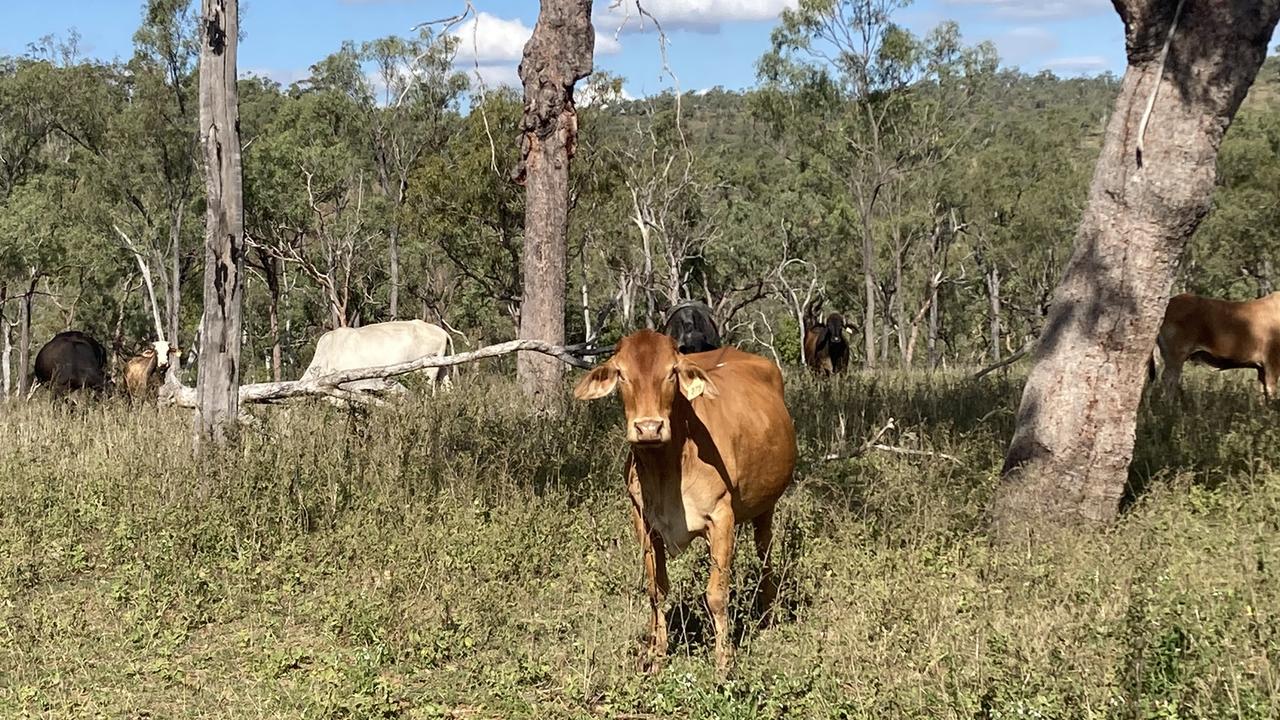 The couple were trampled by cattle at the central Queensland property.